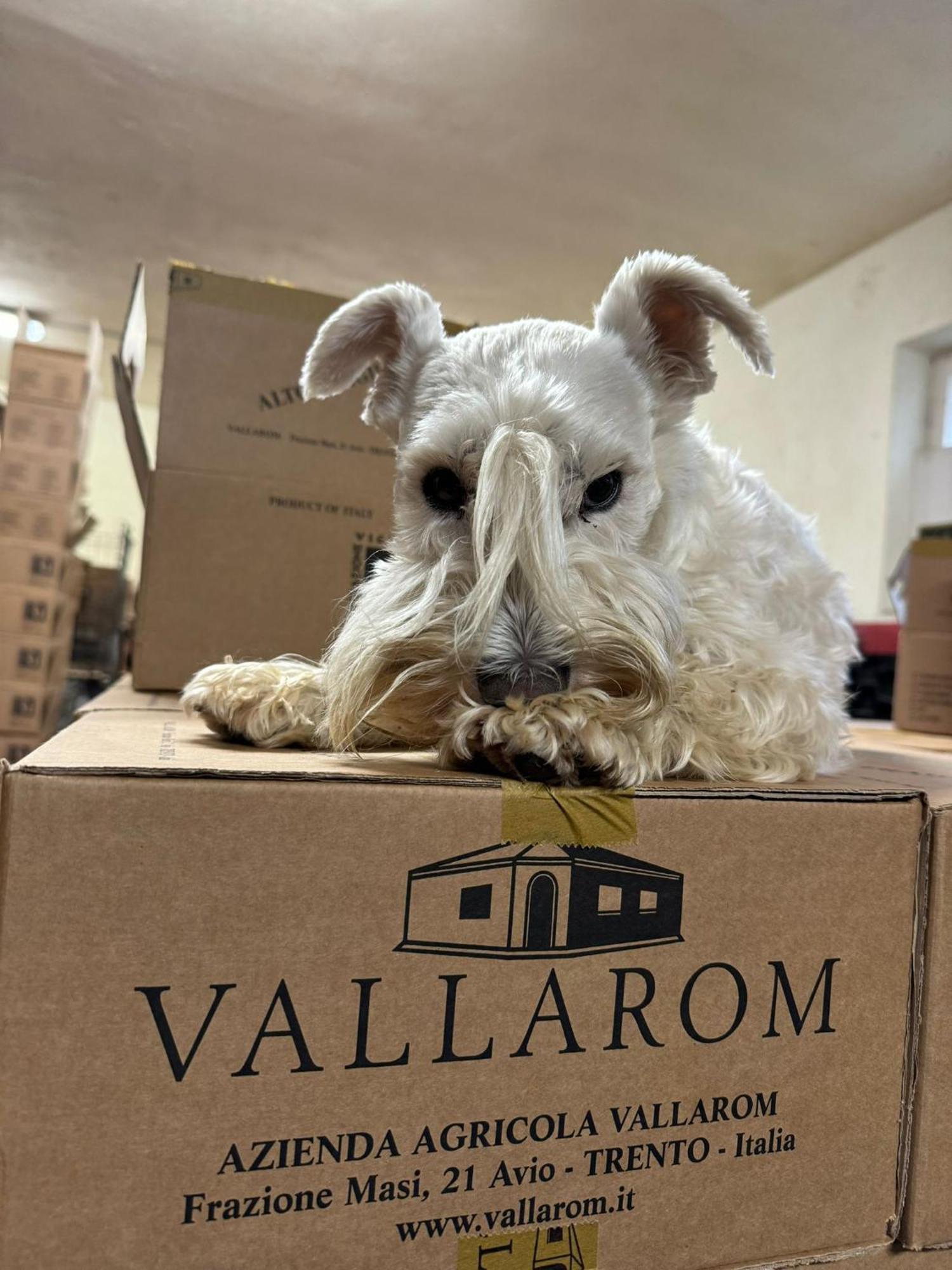 Vallarom 아비오 외부 사진